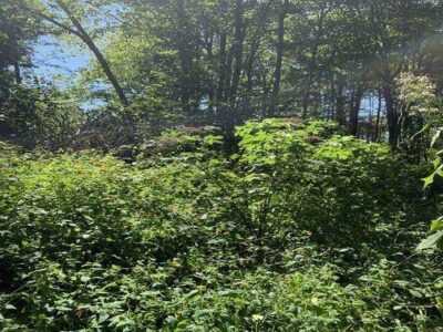 Boost Immunity with Homemade Medicinal Elderberry Syrup Image